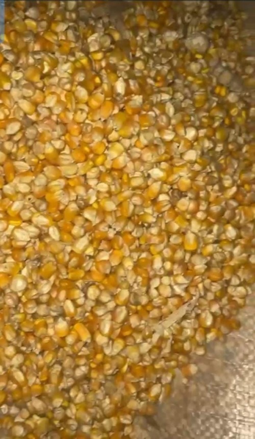 MAIZE 1