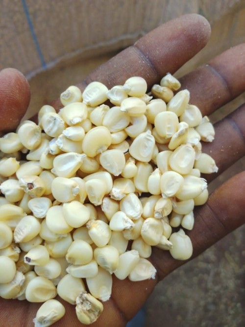 High Quality maize white